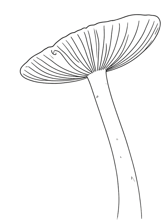Mushroom and Forest Pack No. 1